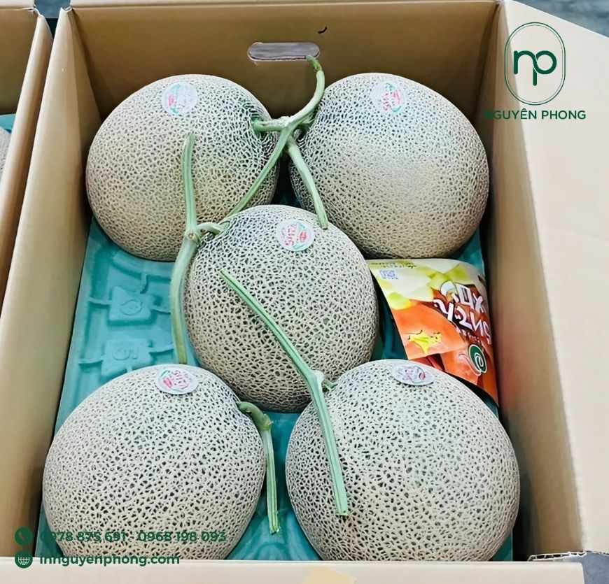 mau-hop-giay-dung-dua-luoi-chac-chan-2